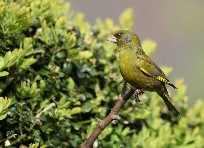 Green Finch on Branch — Calm
