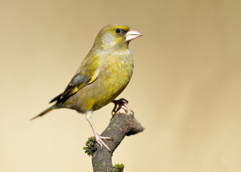 Green Finch on Branch