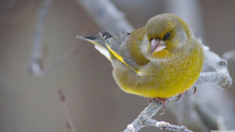Green Finch on Branch — Yellow, Calm