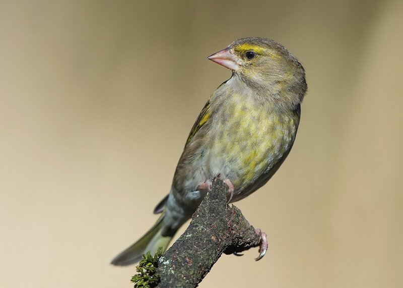 Green Finch on Branch — Yellow