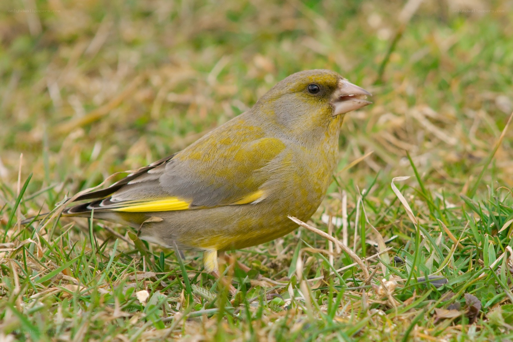 green finch on grass