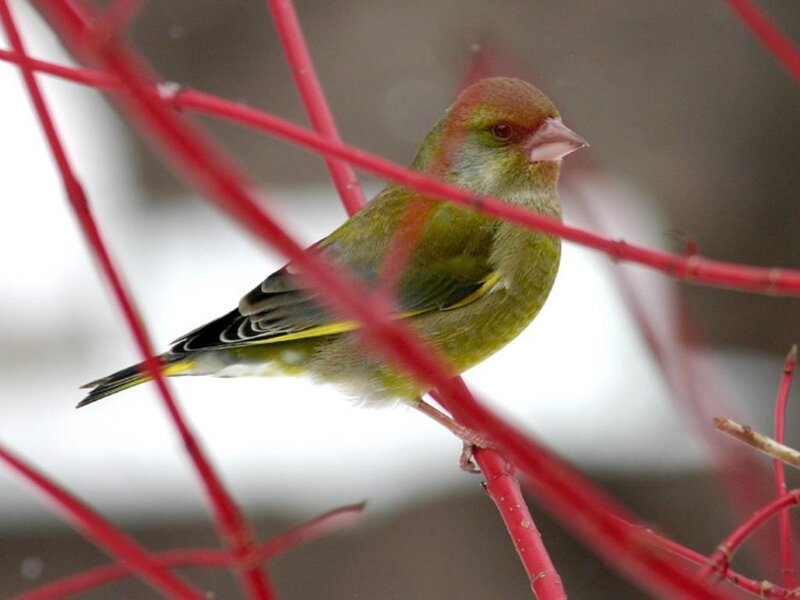 green finch on red branch