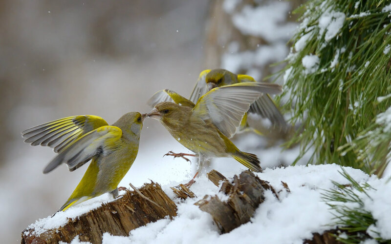 Green Finches Fighting