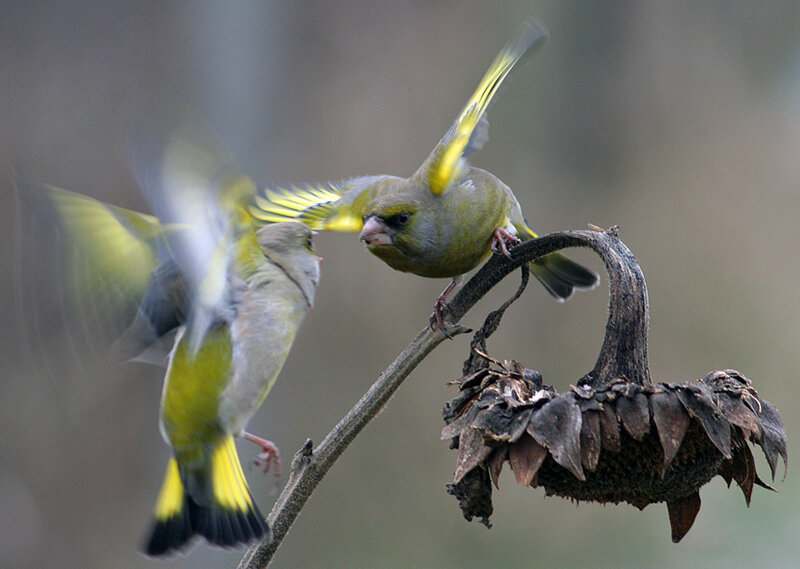 Green Finches on Branch