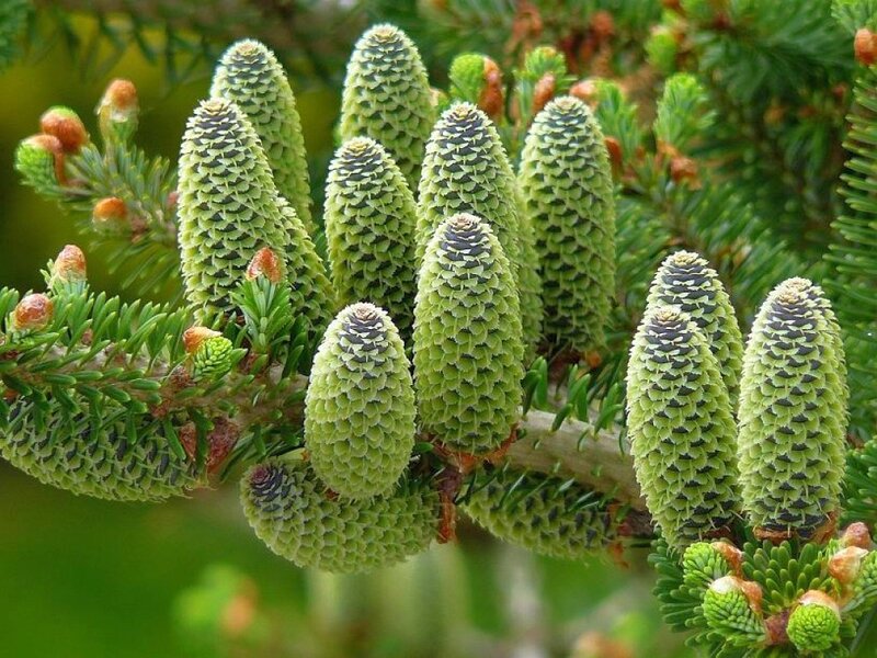 Green Fir Cones on Branch
