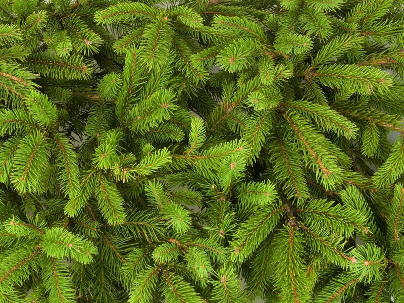Green Fir Tree Branches
