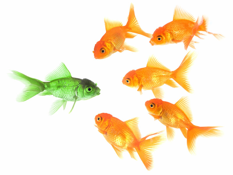 green fish among goldfish