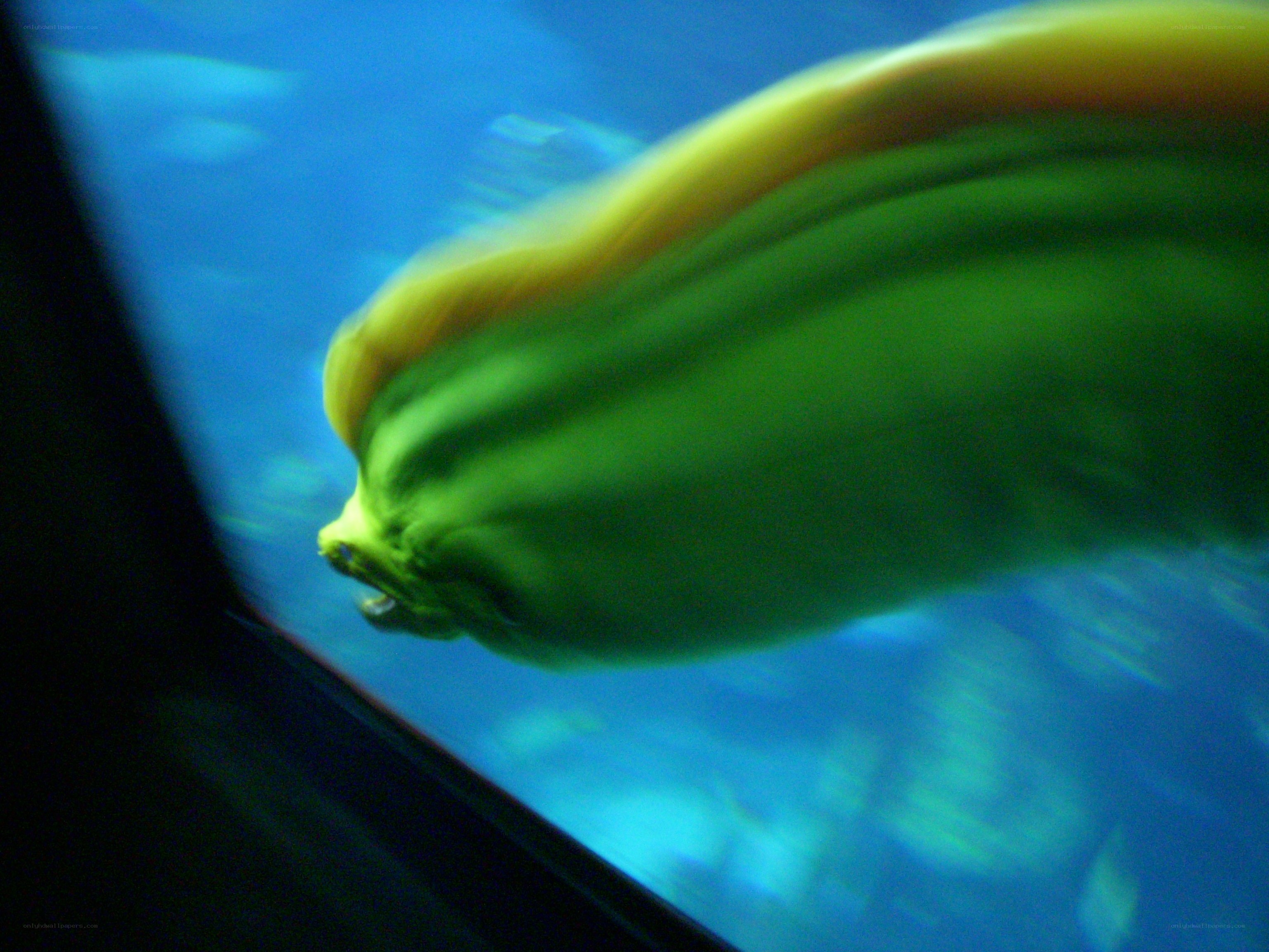 green fish in aquarium