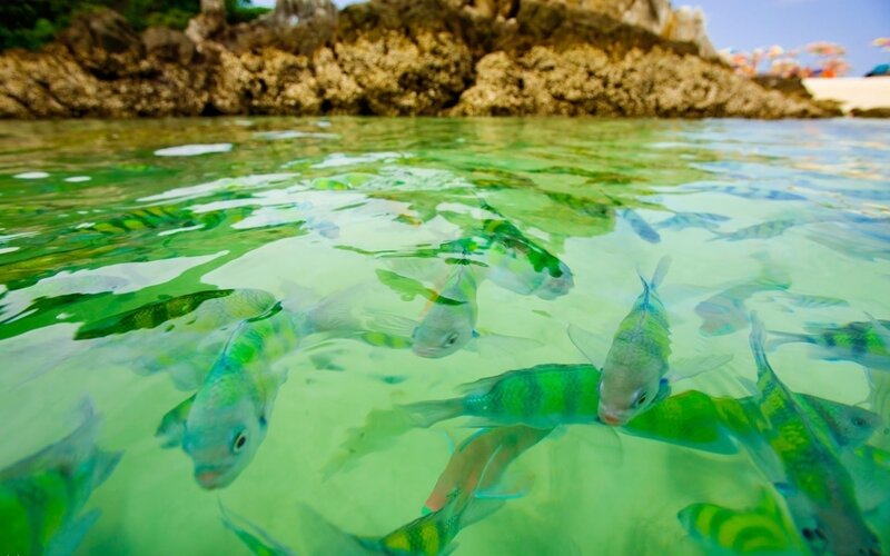 Green Fish in Water