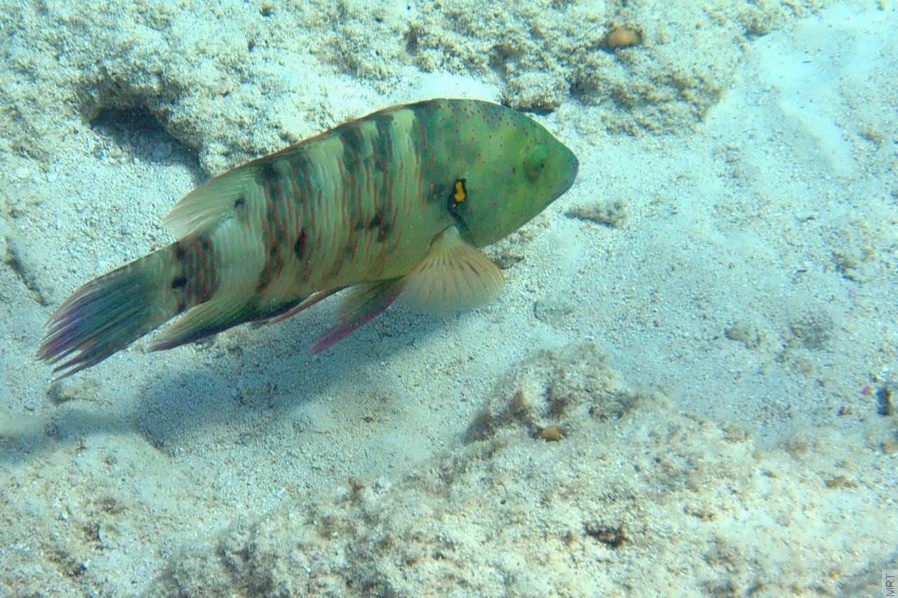 green fish on sandy ocean floor