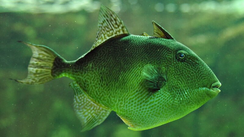 green fish with patterned scales