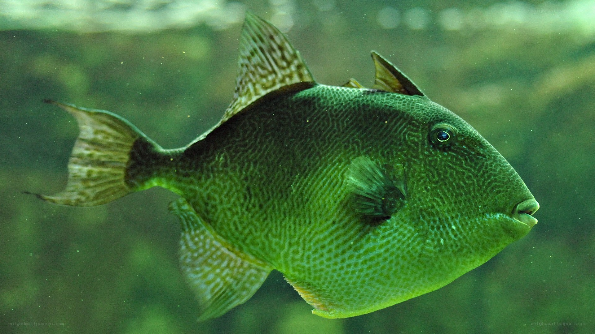 green fish with patterned scales