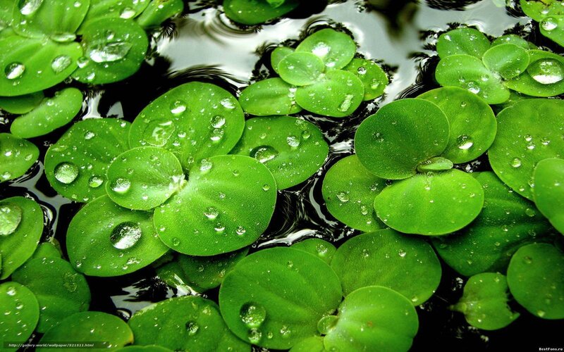 Green Floating Leaves