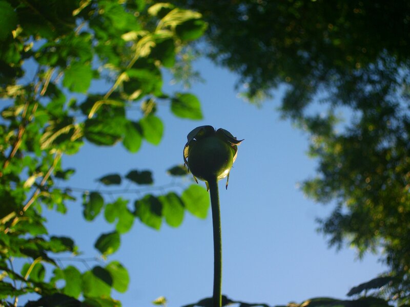 green flower bud against blue sky
