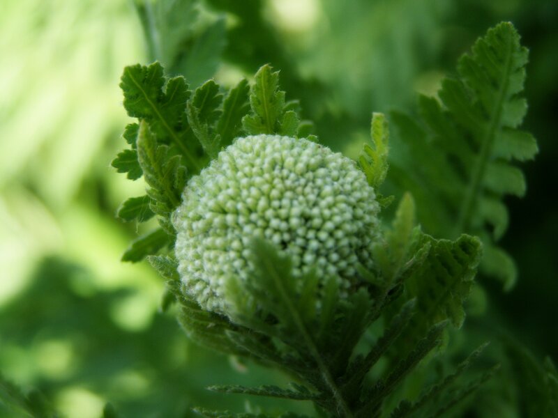 Green Flower Bud — Calm, Afternoon