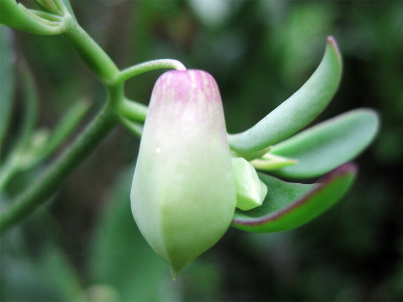 Green Flower Bud — Calm