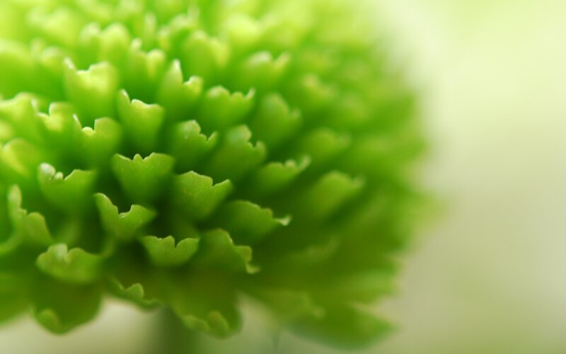 green flower bud close-up
