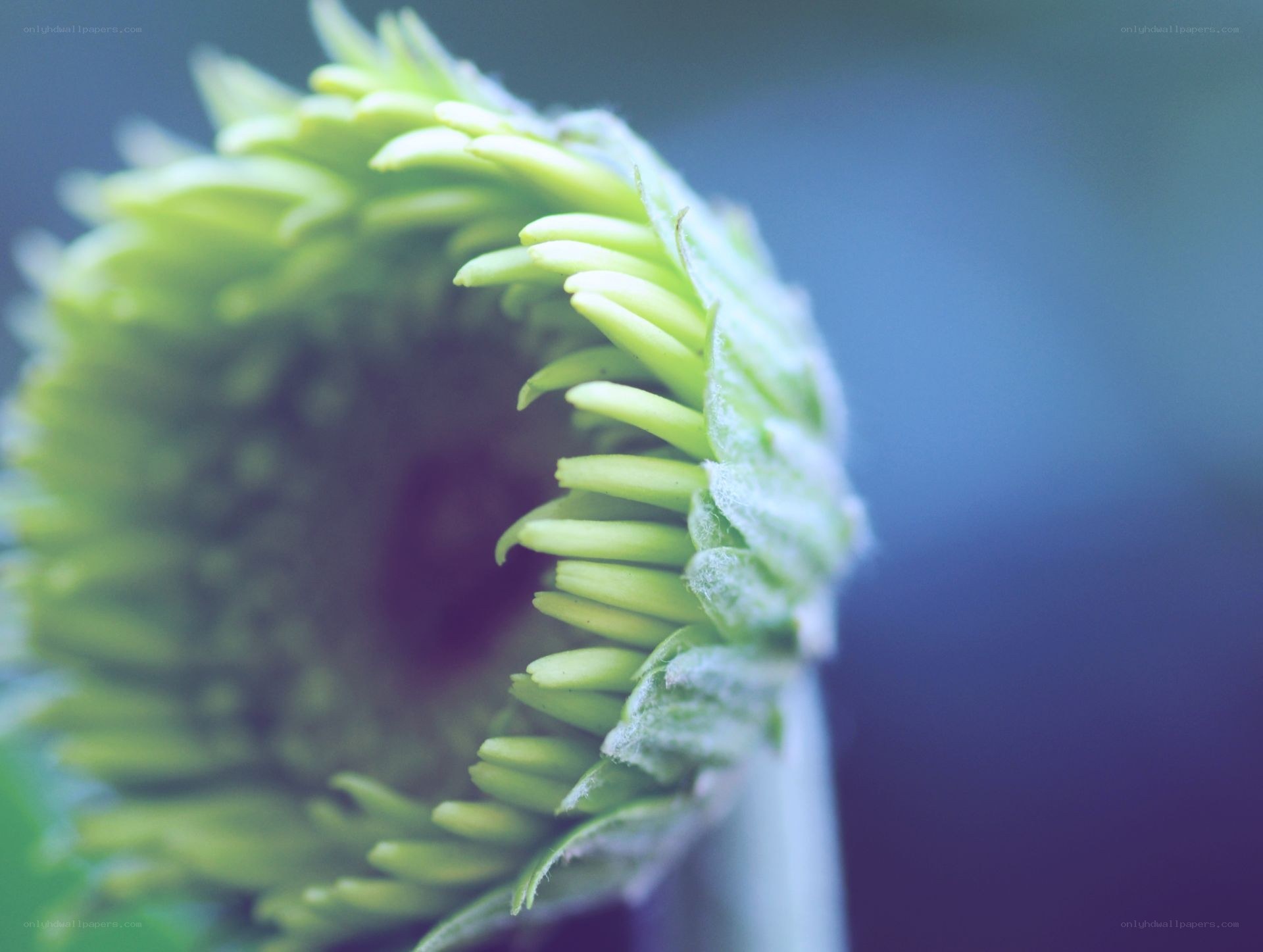 green flower bud close-up