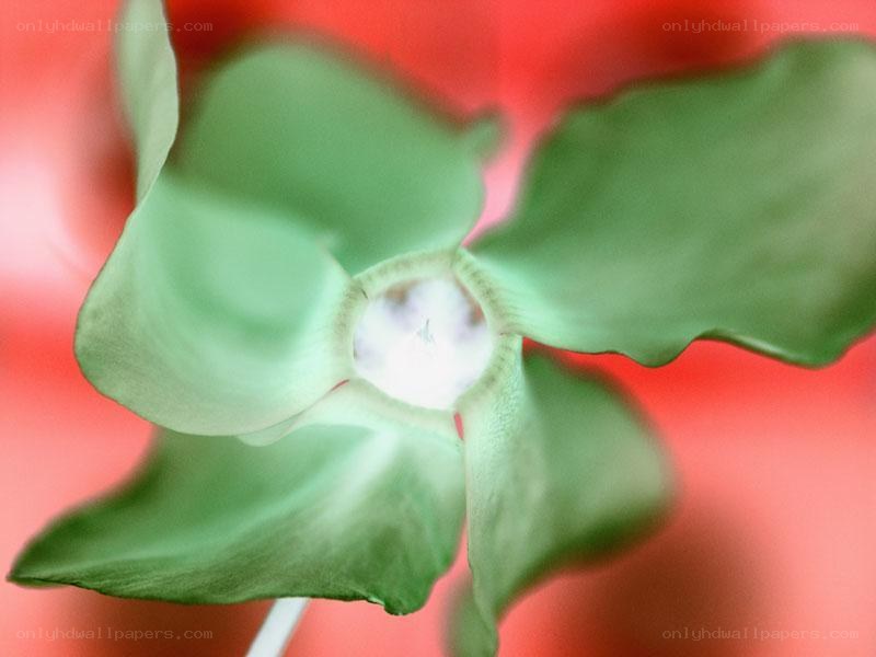 green flower bud close-up