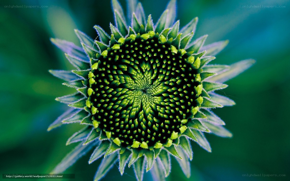 green flower bud close-up