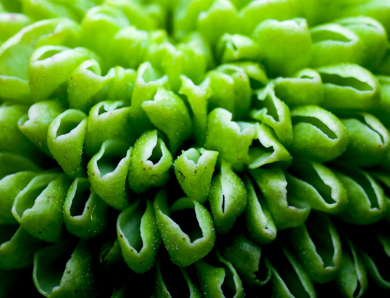 Green Flower Bud Cluster