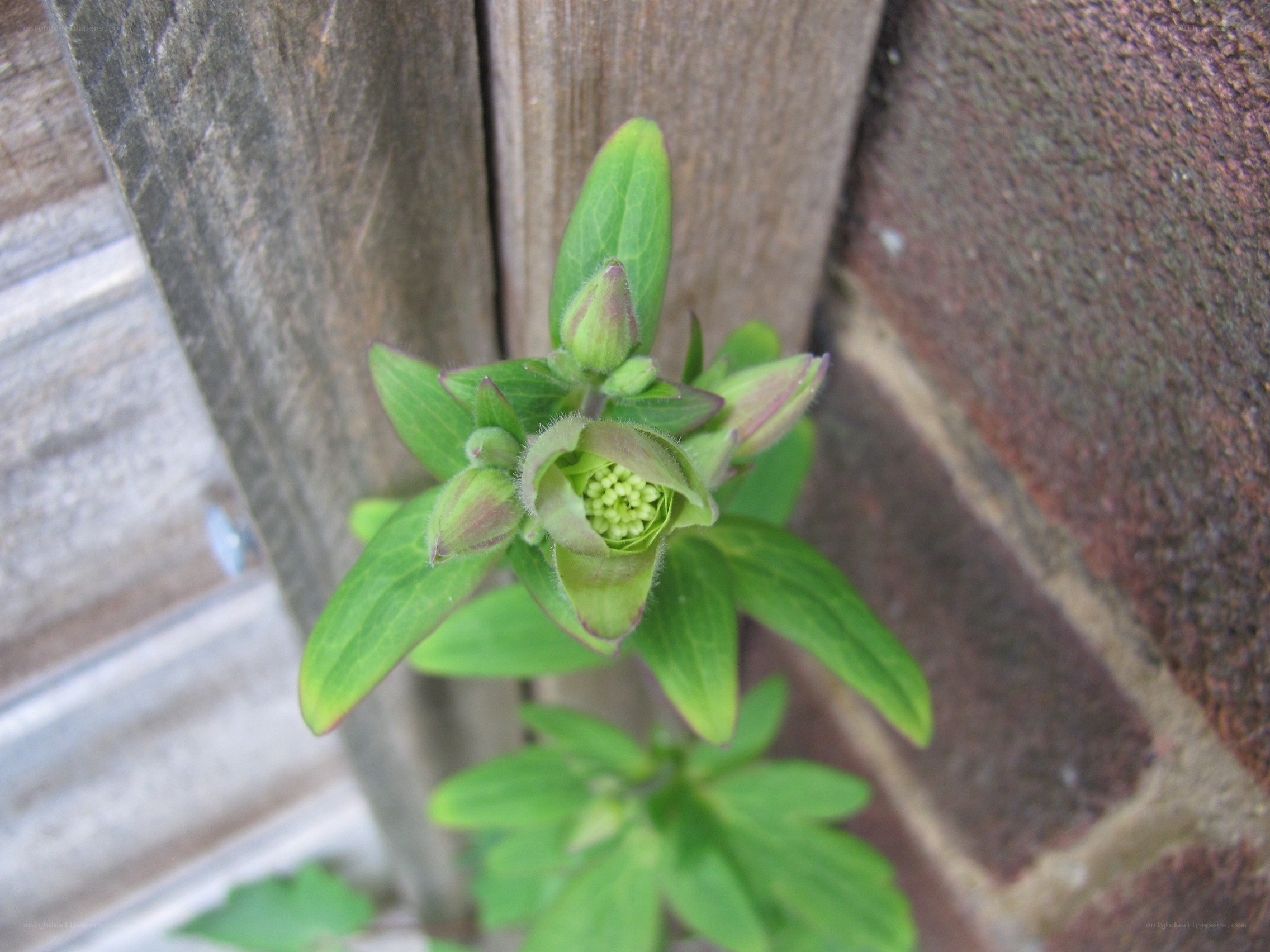 green flower bud in garden