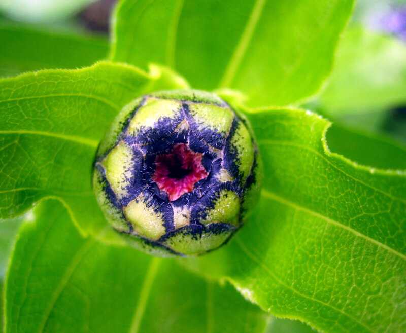 Green Flower Bud — Natural, Afternoon