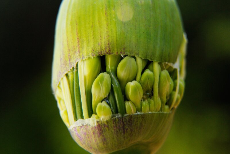 Green Flower Bud — Natural, Photograph, Buds
