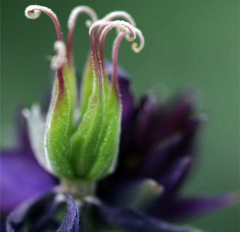 Green Flower Bud — Natural, Photograph