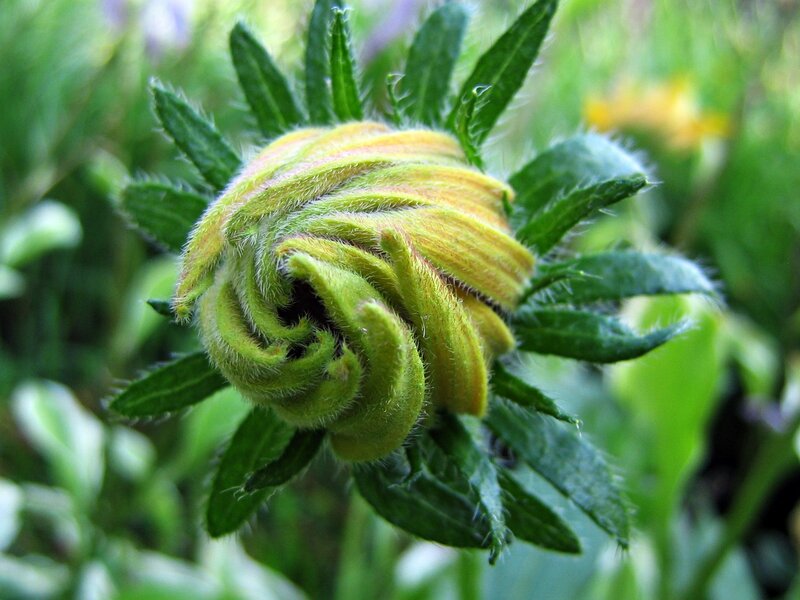 Green Flower Bud — Natural, Spring