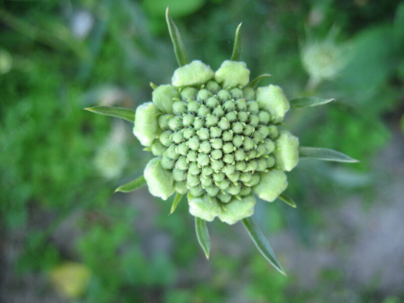 Green Flower Bud — Natural, Summer
