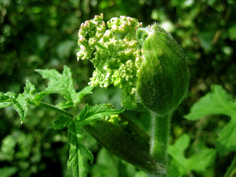 Green Flower Bud — Natural