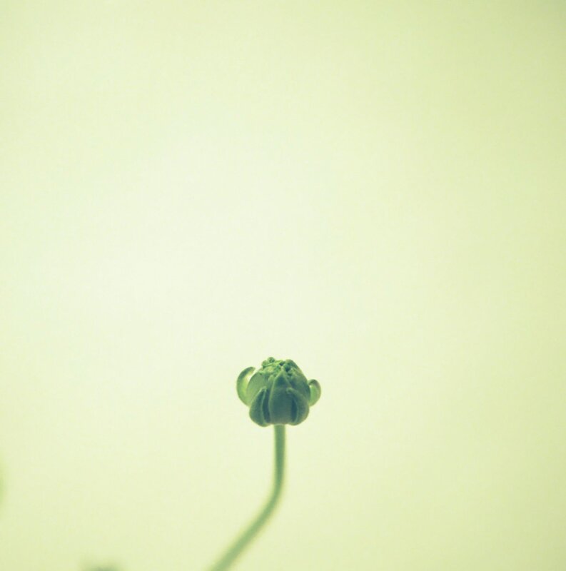 green flower bud on pale background