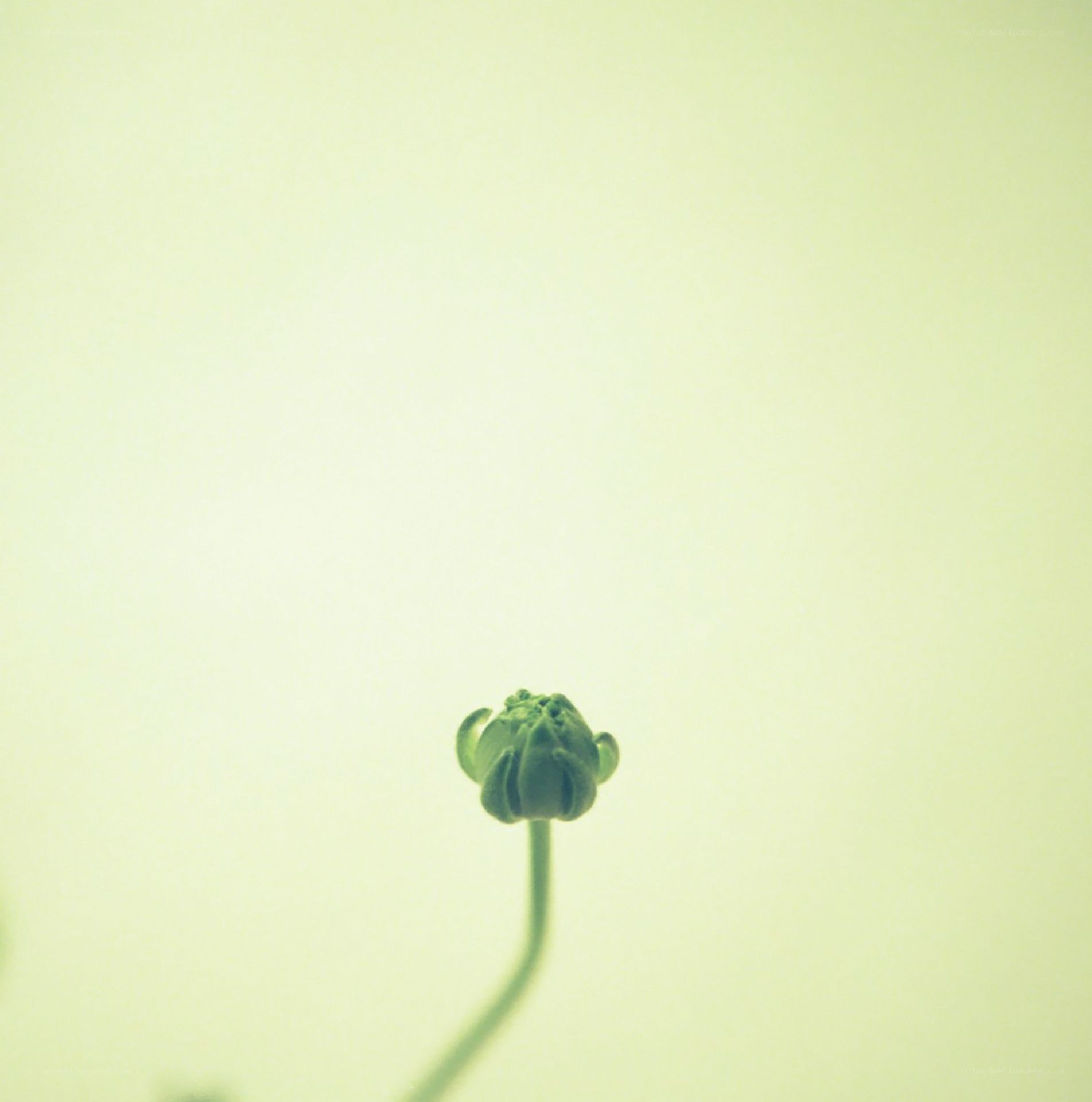 green flower bud on pale background