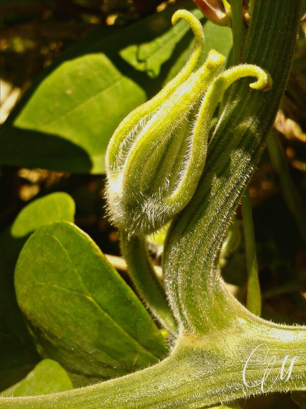 Green Flower Bud — Serene, Afternoon