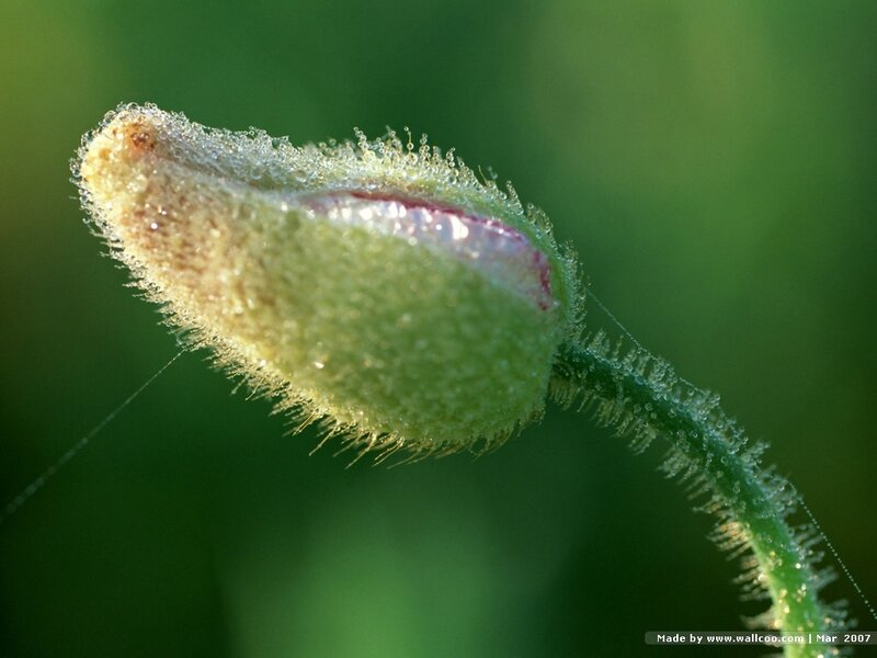 Green Flower Bud — Serene, Morning, Photograph