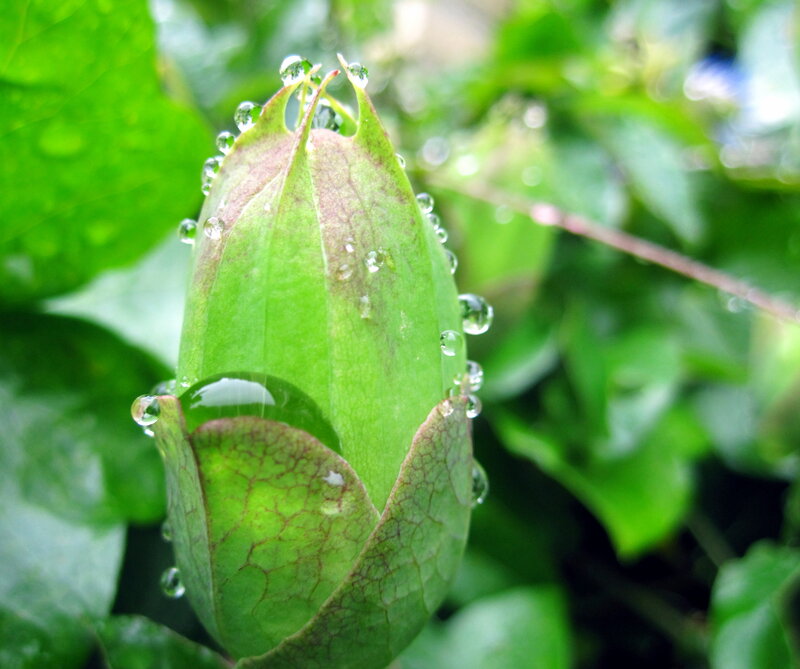 Green Flower Bud — Serene, Morning
