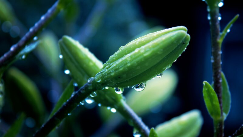 Green Flower Bud — Serene, Night