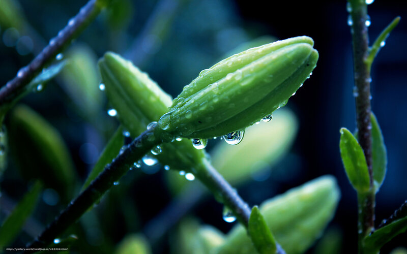 Green Flower Bud — Serene, Photograph, Stem, Drops