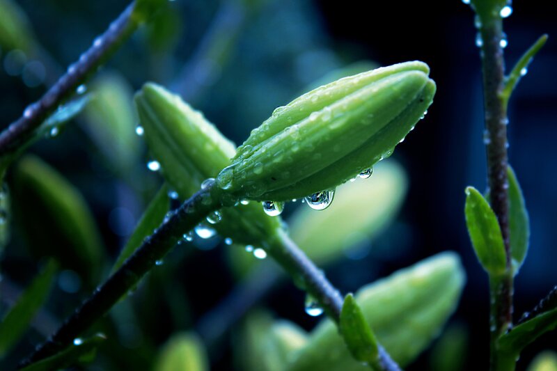 Green Flower Bud — Serene, Photograph, Stem