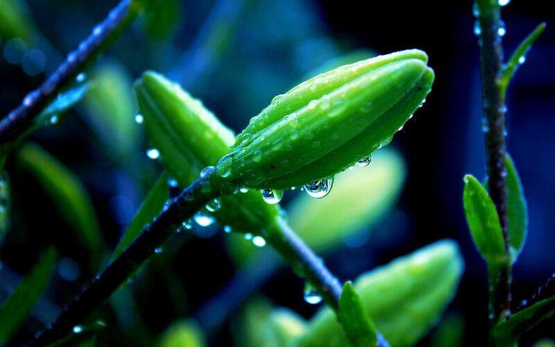 Green Flower Bud — Serene, Photograph