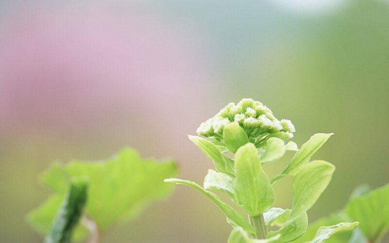 Green Flower Bud — Serene, Spring, Photograph