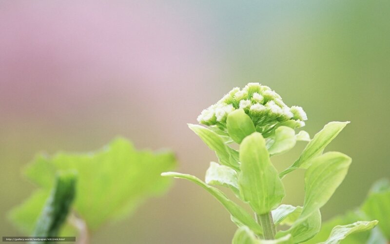Green Flower Bud — Serene, Spring