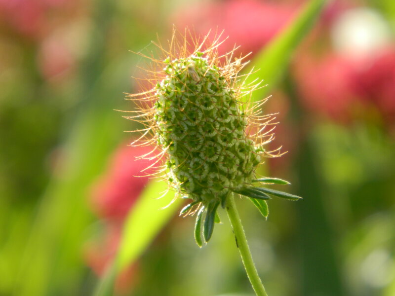 Green Flower Bud — Serene