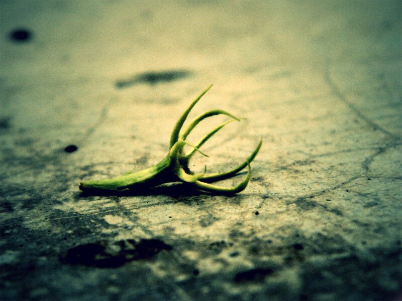 Green Flower Bud — Somber