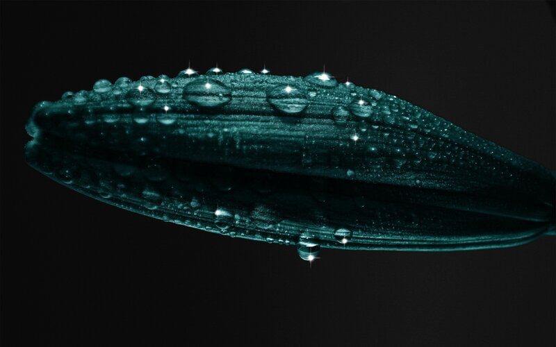 Green Flower Bud — Teal, Dramatic