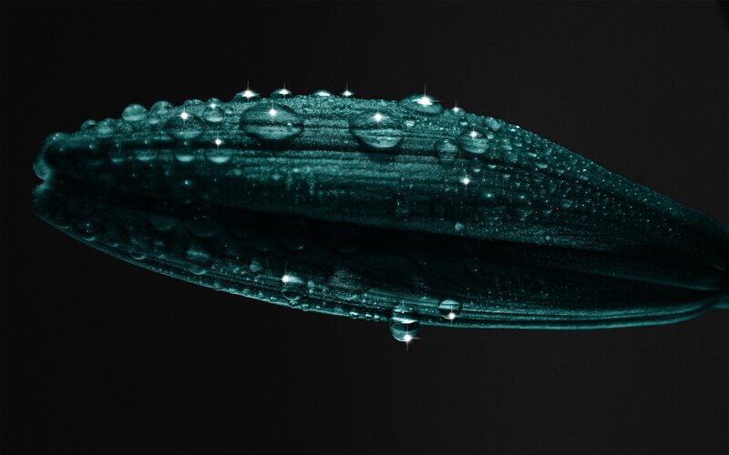 Green Flower Bud — Teal