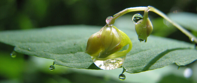 Green Flower Bud