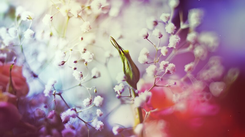 Green Flower Bud — White
