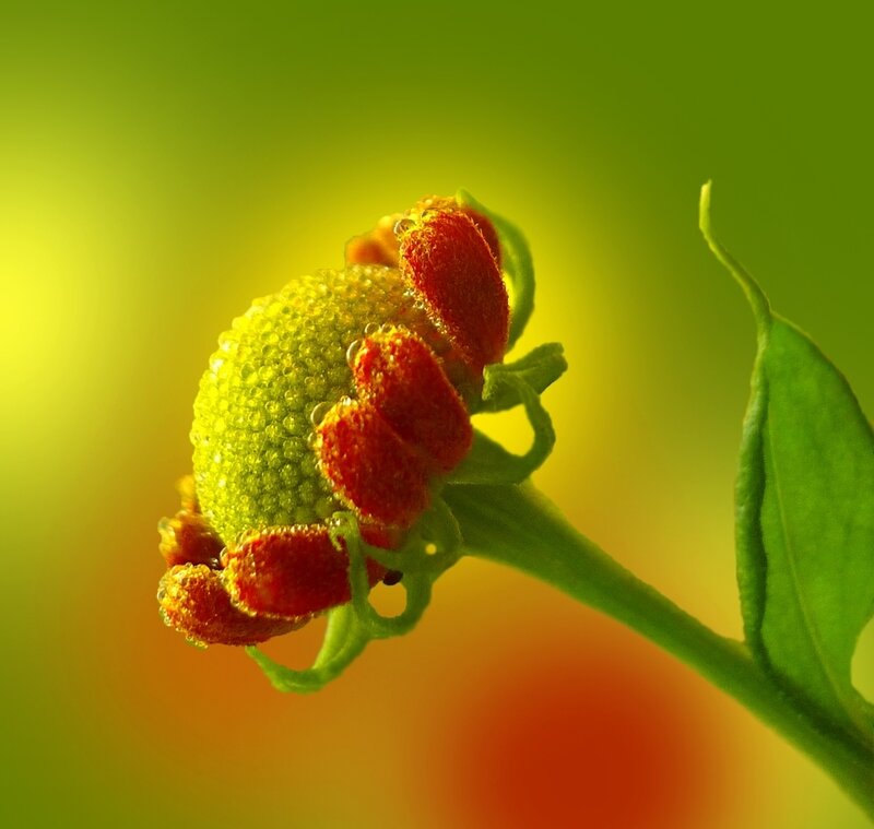 Green Flower Bud with Red Petals